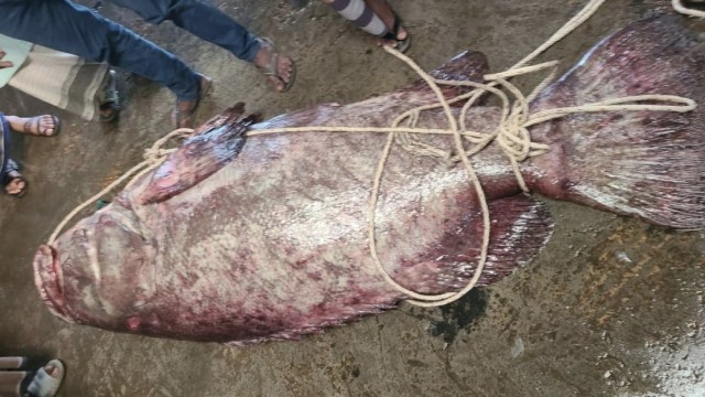 কক্সবাজারের টেকনাফে সেন্টমার্টিন সংলগ্ন বঙ্গোপসাগরে এক জেলের জালে ধরা পড়েছে