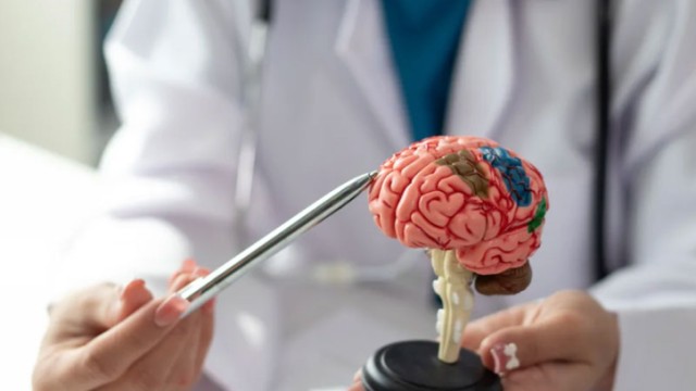 পেশি যত বেশি, মস্তিষ্ক তত তরুণ : গবেষণায় নতুন তথ্য