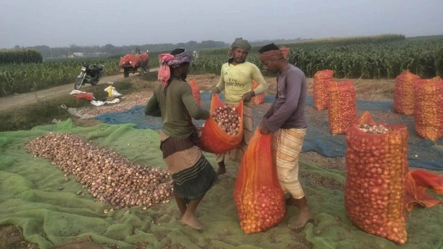 পদ্মার চরে রেকর্ড পেঁয়াজ উৎপাদন, ন্যায্য দাম না পেয়ে দুশ্চিন্তায় কৃষক