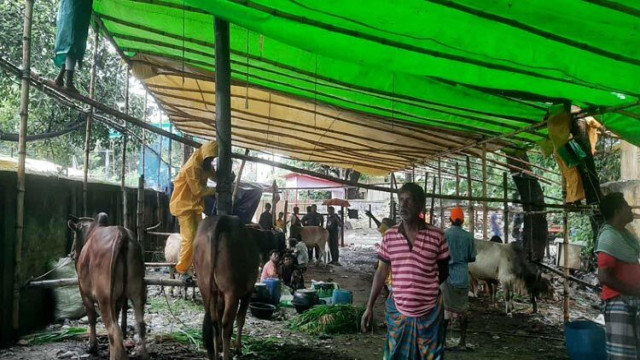 ঢাকায় কোরবানির গরু আসতে শুরু করেছে