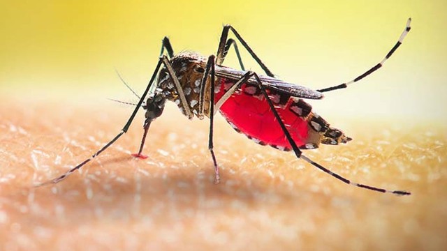 এক দিনে রেকর্ড ডেঙ্গু শনাক্ত