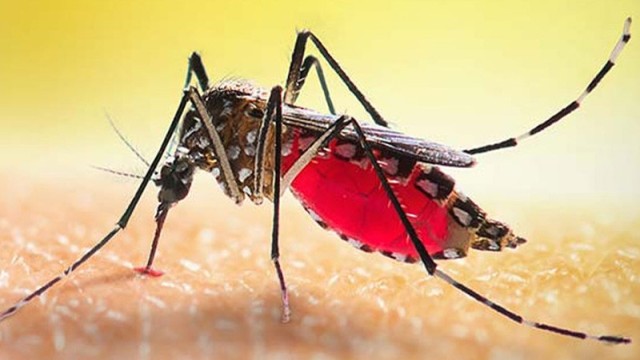 দেশে গত ২৪ ঘণ্টায় ডেঙ্গুতে ১ জনের মৃত্যু, আক্রান্ত ১৮