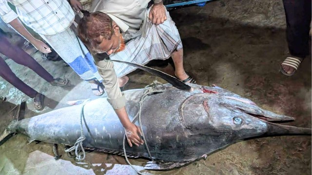 টেকনাফে জালের ধরা পড়ল ২০০ কেজির বিরল 'পাখি মাছ'