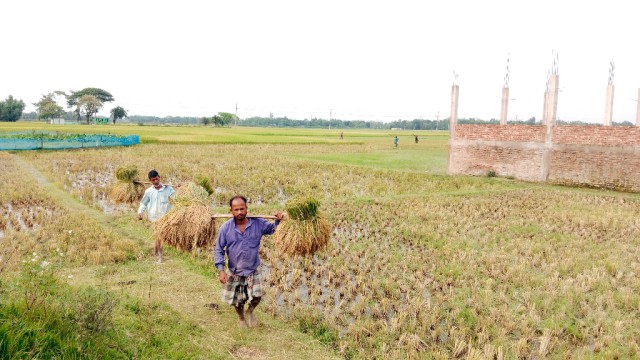 মৌলভীবাজারে বৃষ্টির হানা: বোরো ধান কাটা ব্যাহত, আগাম বন্যার শঙ্কায় কৃষকরা
