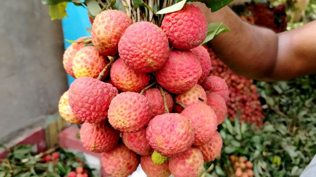 একটি লিচুর দাম ১৮ টাকা!