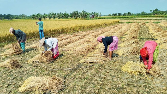 শালিখায় বোরো ধানের বাম্পার ফলন, তবে শ্রমিকের দ্বিগুণ মজুরিতে দুশ্চিন্তায় কৃষক