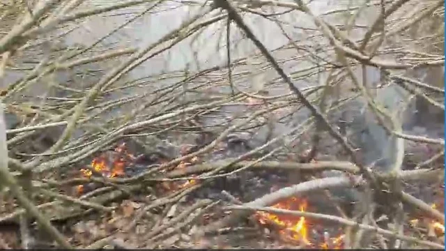 রাতভর সুন্দরবনে আগুন, সকালে কাজ শুরু ফায়ার সার্ভিসের