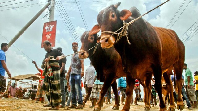 যেসব পশু দ্বারা কুরবানি করা যাবে ও যাবে না