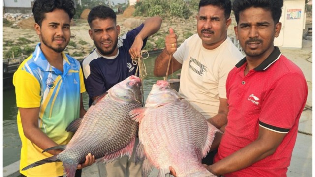 দৌলতদিয়ায় ধরা পড়া দুই কাতল মাছ ৯৬ হাজার টাকায় বিক্রি