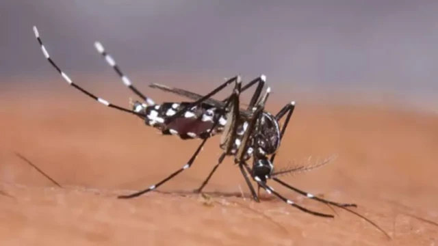 জুলাইয়ে দ্বিগুণ ডেঙ্গু সংক্রমণের আশঙ্কা, সতর্ক বার্তা জনস্বাস্থ্য বিশেষজ্ঞদের