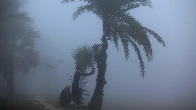 অনলাইনে কাঁচা খেজুর রস বিক্রি, নিপাহ সংক্রমণের ঝুঁকি বাড়ছে