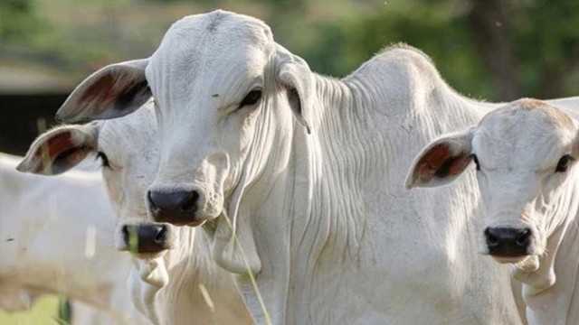 কোরবানির আগে ভারত থেকে গরু আমদানির গুজব, আনুষ্ঠানিকভাবে নাকচ করল মন্ত্রণালয়