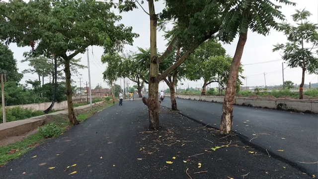 শত কোটি টাকার সড়কের মাঝখানে গাছ! আতঙ্কে পথচারী ও চালকেরা