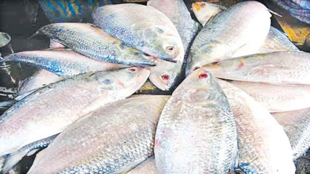 কলকাতায় থেকেও বরিশালের ইলিশ ব্যবসা নিয়ন্ত্রণে আ.লীগ নেতা