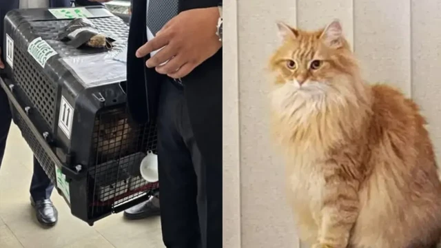 তারেক রহমানর সঙ্গে ফিরল প্রিয় জেবুও