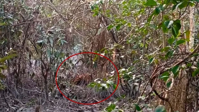 সুন্দরবনে হরিণ শিকারের ফাঁদে আটকে পড়েছে রয়েল বেঙ্গল টাইগার