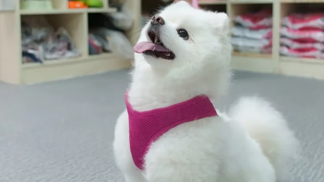 সাংহাইয়ে কুকুরছানার ‘স্কুল লাইফ’, মাসে খরচ দুই লাখের বেশি