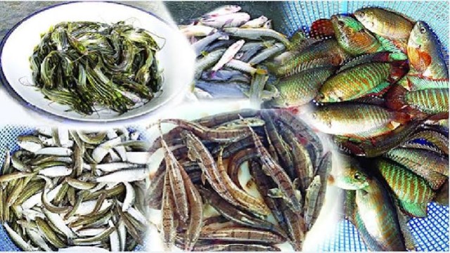 হারিয়ে যাচ্ছে দেশি মাছের ৫০ প্রজাতি