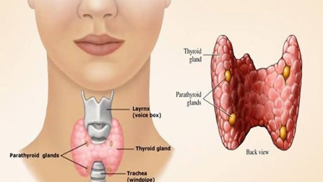 থাইরয়েড কোনো ভয়ের কারণ নয়: সচেতনতা ও সঠিক চিকিৎসায় সম্ভব স্বাভাবিক জীবন
