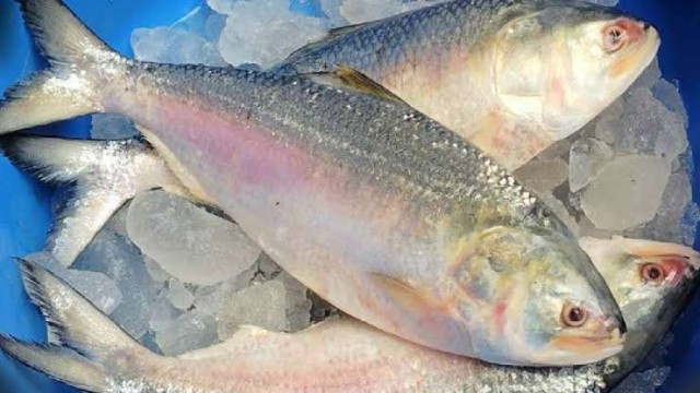 জাহাজের ডেকে উঠে এলো ঝাঁকে ঝাঁকে ইলিশ