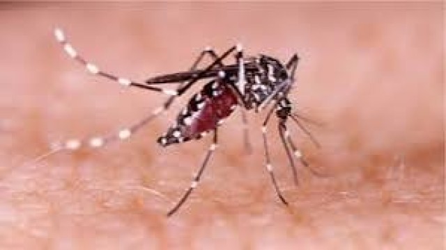 ডেঙ্গুতে ২৪ ঘণ্টায় ৭ জনের মৃত্যু, হাসপাতালে ভর্তি ৫৬৭