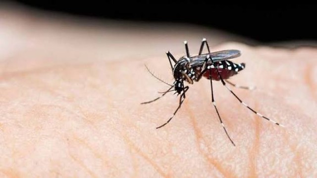 বাংলাদেশে ডেঙ্গুর তীব্রতা বৃদ্ধির জন্য দায়ী জলবায়ু পরিবর্তন?