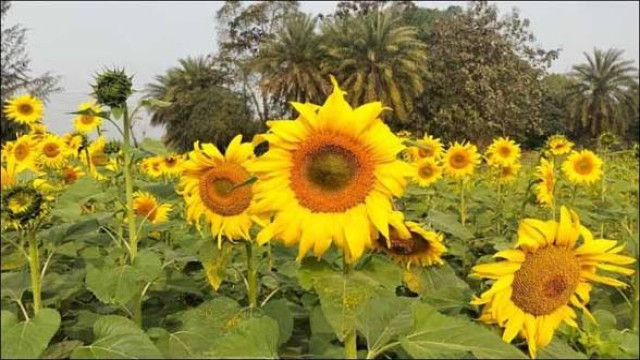 সূর্যমুখী চাষে সফলতার নতুন দিগন্ত: কলাপাড়ায় লক্ষ্যমাত্রা ছাড়িয়ে আবাদ