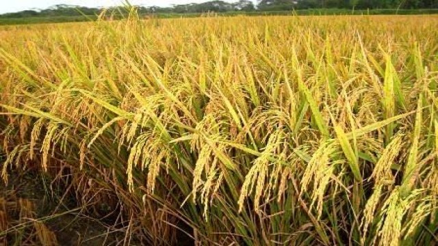 বিদ্যুৎ-জ্বালানি সংকটের পাশাপাশি ধানের দামে ধস, দুশ্চিন্তায় কৃষকরা