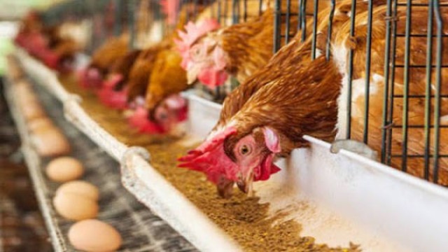 রাজধানীর বাজারে মুরগির দামে ফের উত্তাপ: কেজিতে বাড়ল ১০-১৫ টাকা