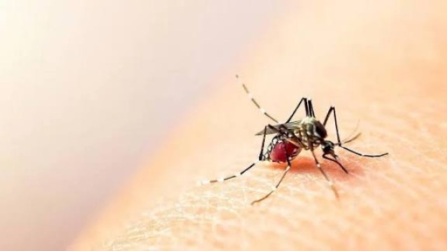 ডেঙ্গুতে বছরে প্রথম মৃত্যু