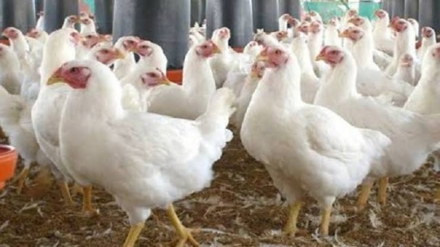 রমজানের আগেই উত্তপ্ত মুরগির বাজার: কেজিতে বাড়ল ২০ টাকা
