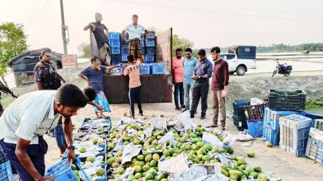 সাতক্ষীরার কালিগঞ্জে বিষাক্ত কেমিক্যাল মিশিয়ে পাকানো বিপুল পরিমাণ অপরিপক্ক আম জব্দ করেছে উপজেলা প্রশ...