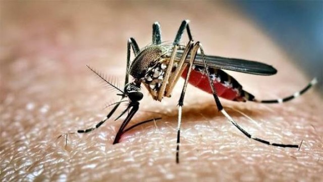 ডেঙ্গু নিয়ন্ত্রণে আমেরিকান লার্ভিসাইড প্রযুক্তি নিয়ে নামল চসিক