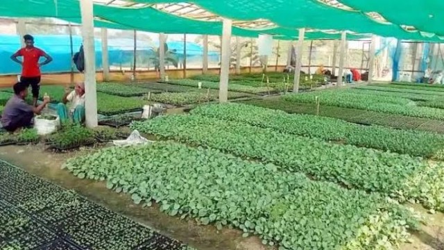 কৃষকের দুশ্চিন্তা দূর করছে পলিনেট হাউজ, উন্নত চারায় মিলছে সফলতা