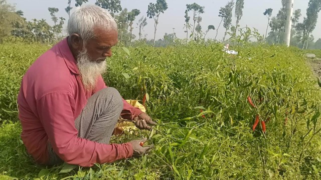 কুড়িগ্রামের নাওডাঙ্গায় সবজি চাষে বদলে যাচ্ছে কৃষকদের ভাগ্য