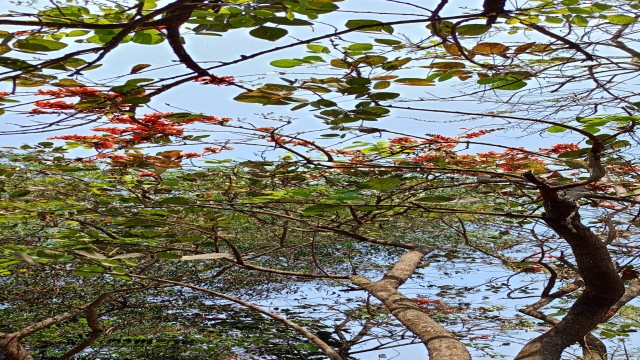 বসন্তে দাও দোল