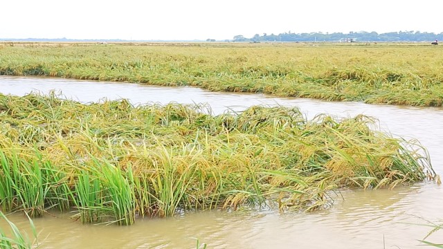 ভর্তুকির হারভেস্টার ‘গায়েব’, বারহাট্টায় বোরো কাটায় চরম সংকট,