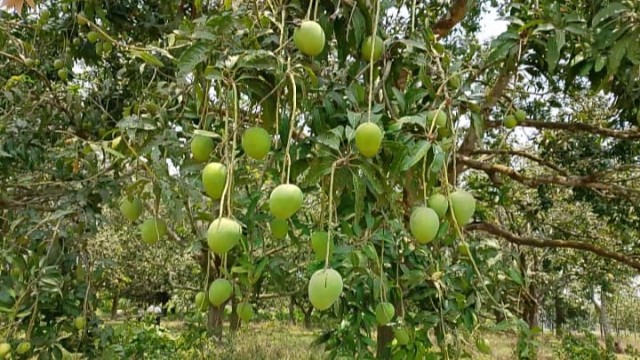 সাতক্ষীরাসহ দেশের বিভিন্ন এলাকার আমচাষিদের জন্য নির্ধারিত সময় অনুযায়ী আম সংগ্রহ ও বাজারজাতকরণের একটি...