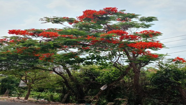 ভোলা রোডের কৃষ্ণচূড়া: স্মৃতির রঙে আঁকা এক হারানো ঠিকানা