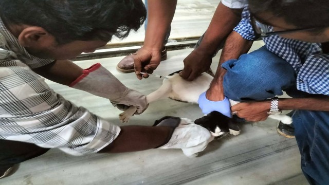 নজরুল বিশ্ববিদ্যালয়ে পথকুকুরদের জন্য এন্টি-র‍্যাবিস ভ্যাক্সিনেশন কর্মসূচি