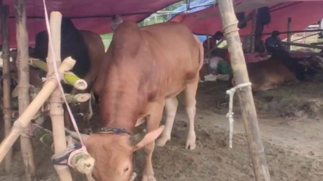 দিয়াবাড়ি গরুর হাটে ইজারা জটিলতা কাটিয়ে শুরু বেচাকেনা