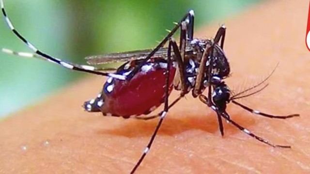 এক দিনে ডেঙ্গু আক্রান্ত ২৯৪ জন