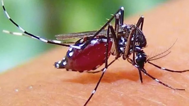 ডেঙ্গুতে ২৪ ঘণ্টায় আরও ৩ জনের মৃত্যু, আক্রান্ত ৩২৫