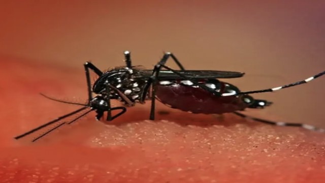 ডেঙ্গুতে আরও ৫ জনের মৃত্যু, নতুন ভর্তি ৩১১