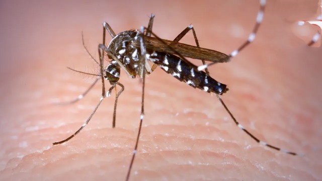 ডেঙ্গুতে আরও ৪ জনের মৃত্যু, হাসপাতালে ভর্তি ২৪৭