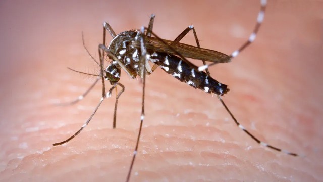 একদিনে ডেঙ্গুতে আরও ৪ মৃত্যু, হাসপাতালে ভর্তি ৫৬৮