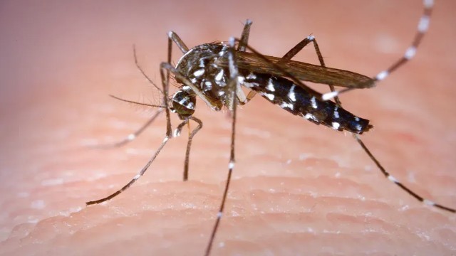 একদিনে ডেঙ্গুতে ৩ মৃত্যু, হাসপাতালে ভর্তি ৪৭৩