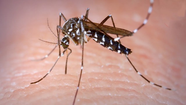 ডেঙ্গুতে আরও ৫ জনের মৃত্যু, হাসপাতালে ভর্তি ৬৩৬ জন