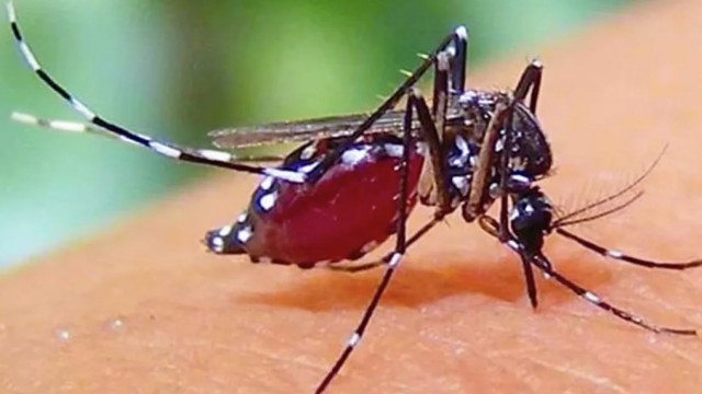 ডেঙ্গুতে একদিনে সর্বোচ্চ ১২ জনের মৃত্যু