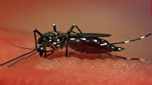 ২৪ ঘণ্টায় ডেঙ্গুতে প্রাণ গেল ৪ জনের, নতুন ভর্তি ৮৪৫